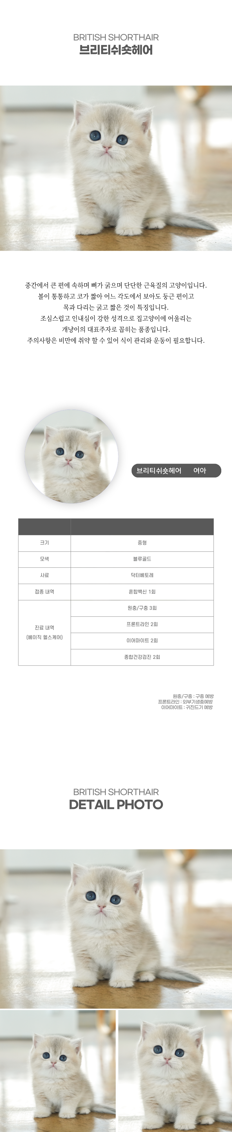 브리티쉬숏헤어_상세이미지_2